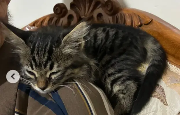 Maine Coon kotki 7
