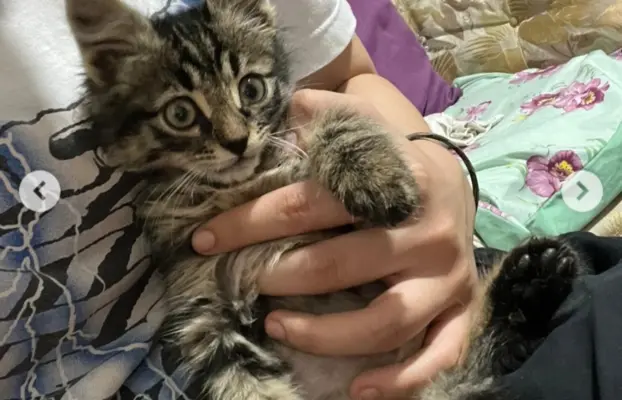 Maine Coon kotki 8