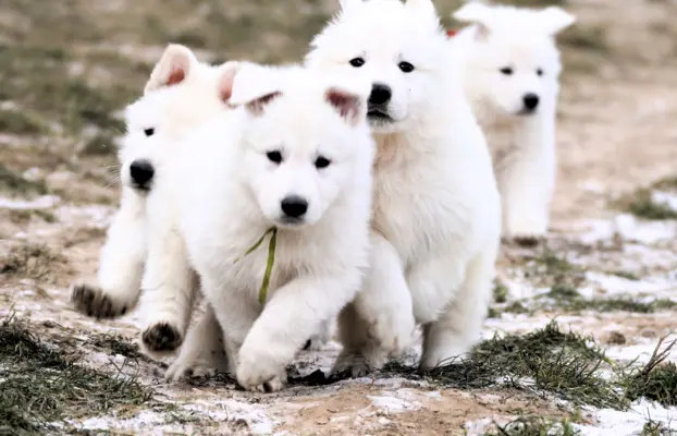 Biały Owczarek Szwajcarski ♥RODOWÓD FCI♥WYBITNE POCHODZENIE♥ 9