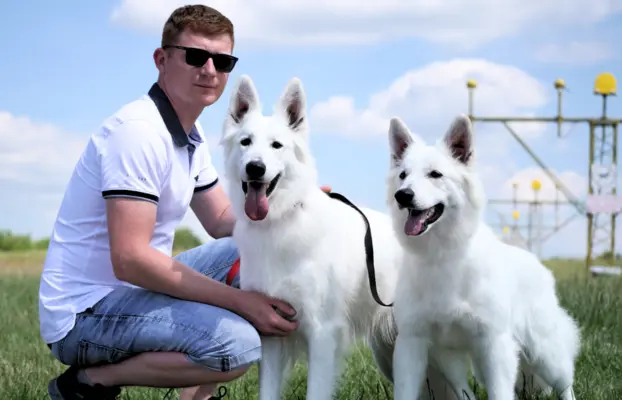 Biały Owczarek Szwajcarski ♥RODOWÓD FCI♥WYBITNE POCHODZENIE♥ 10