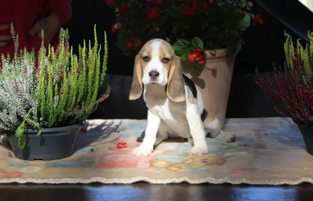 Beagle - szczeniaczki ZKwP po Championie PL. 2