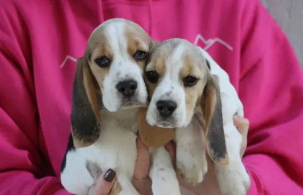 Beagle - szczeniaczki ZKwP po Championie PL. 1
