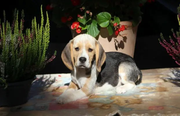 Beagle - szczeniaczki ZKwP po Championie PL. 4