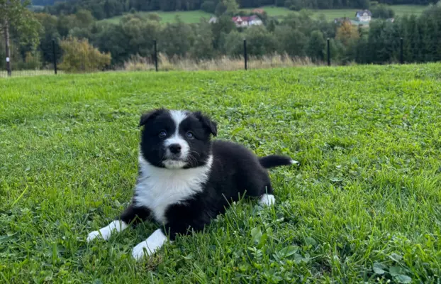 Szczeniaki Border Collie 6