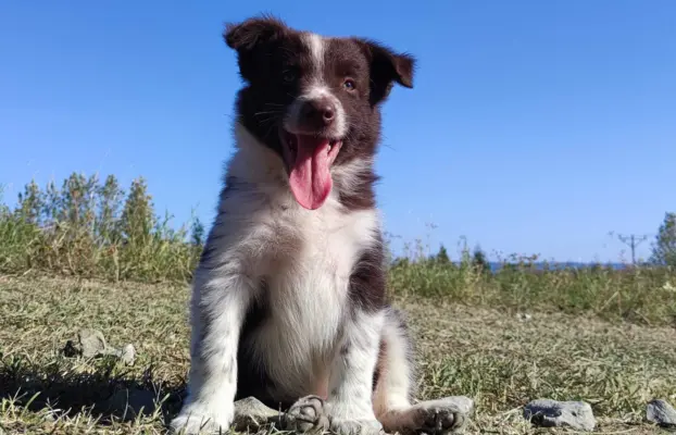 Wspaniały Pies FAZI - BORDER COLLIE z pełną dok. super rodzi 1