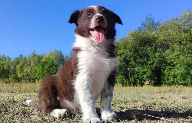 Wspaniały Pies FAZI - BORDER COLLIE z pełną dok. super rodzi 2