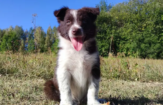 Wspaniały Pies FAZI - BORDER COLLIE z pełną dok. super rodzi 3