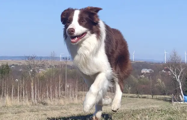 Wspaniały Pies FAZI - BORDER COLLIE z pełną dok. super rodzi 4