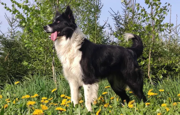 Wspaniały Pies FAZI - BORDER COLLIE z pełną dok. super rodzi 6