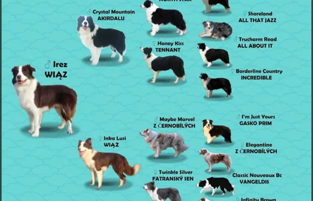 Wspaniały Pies FAZI - BORDER COLLIE z pełną dok. super rodzi 5