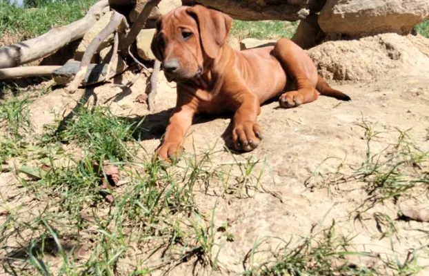 Rhodesian Ridgeback FCI - Spirit of Africa - miot 2026 - Uma 1