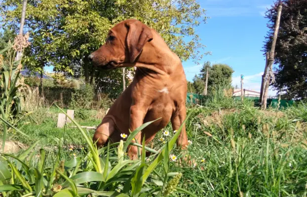 Rhodesian Ridgeback FCI - Spirit of Africa - miot 2026 - Uma 4
