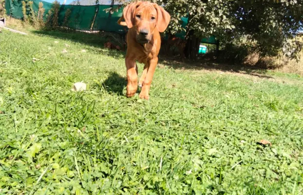 Rhodesian Ridgeback FCI - Spirit of Africa - miot 2026 - Uma 2