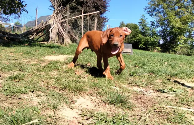 Rhodesian Ridgeback FCI - Spirit of Africa - miot 2026 - Uma 3