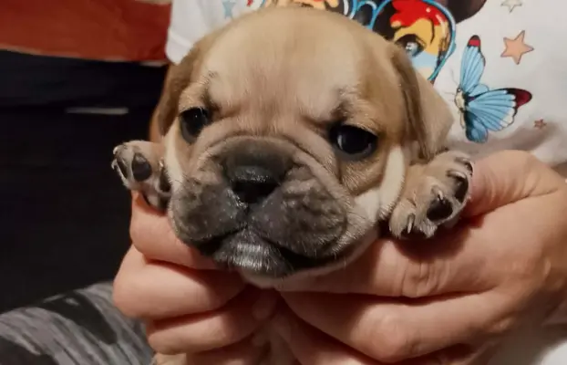 Buldog Francuski piękne szczenięta! 2