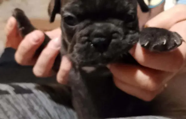 Buldog Francuski piękne szczenięta! 3