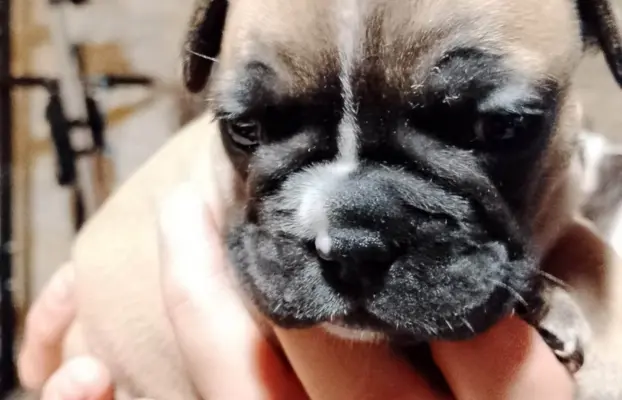 Buldog Francuski piękne szczenięta! 4