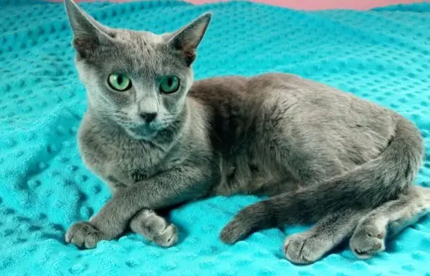 Kotka rosyjska niebieska do płatnej adopcji 1