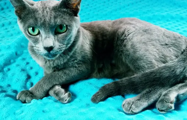 Kotka rosyjska niebieska do płatnej adopcji 1