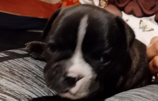 Buldog Francuski piękne szczenięta! 4