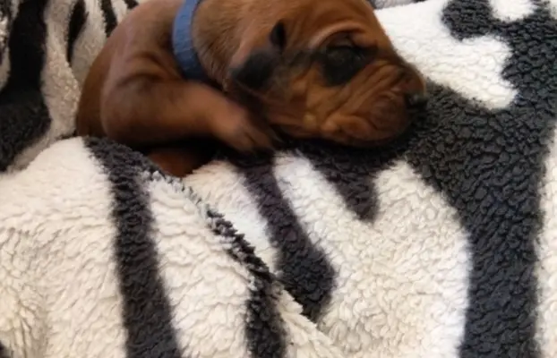 Szczenięta Rhodesian Ridgeback FCI — miot „Serce Afryki” 1