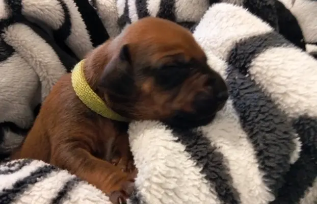 Szczenięta Rhodesian Ridgeback FCI — miot „Serce Afryki” 2