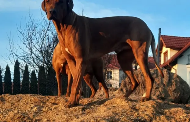 Szczenięta Rhodesian Ridgeback FCI — miot „Serce Afryki” 3