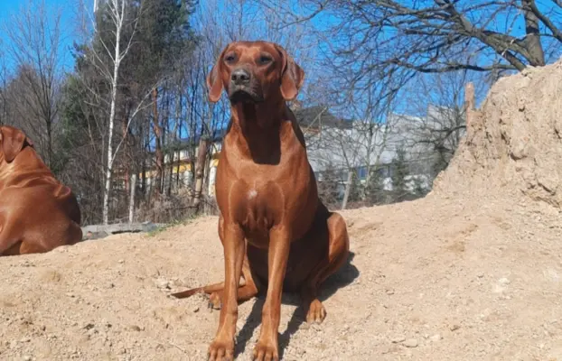Szczenięta Rhodesian Ridgeback FCI — miot „Serce Afryki” 4