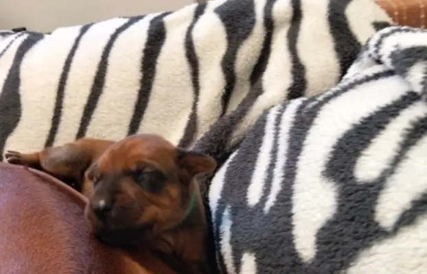 Szczenięta Rhodesian Ridgeback FCI — miot „Serce Afryki” 6