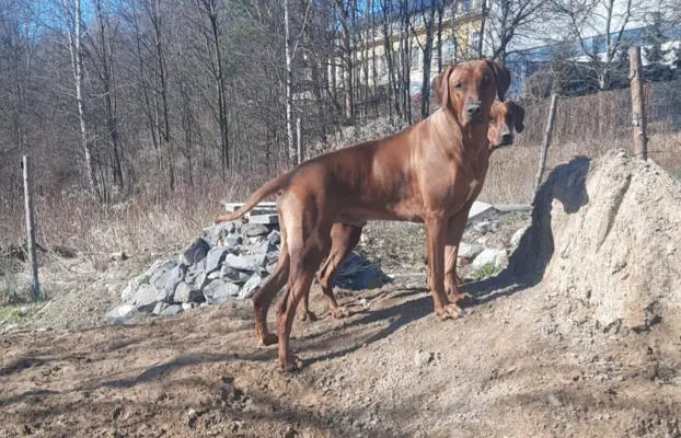 Szczenięta Rhodesian Ridgeback FCI — miot „Serce Afryki” 7