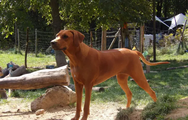 Szczenięta Rhodesian Ridgeback FCI — miot „Serce Afryki” 8