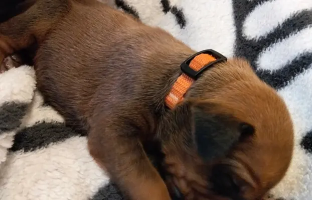 Szczenięta Rhodesian Ridgeback FCI — miot „Serce Afryki” 9