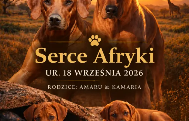 Szczenięta Rhodesian Ridgeback FCI — miot „Serce Afryki” 10