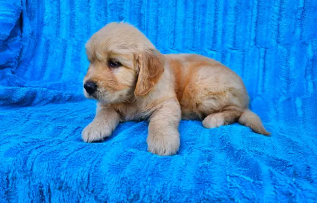 Golden Retriever - złoty szczeniak 2