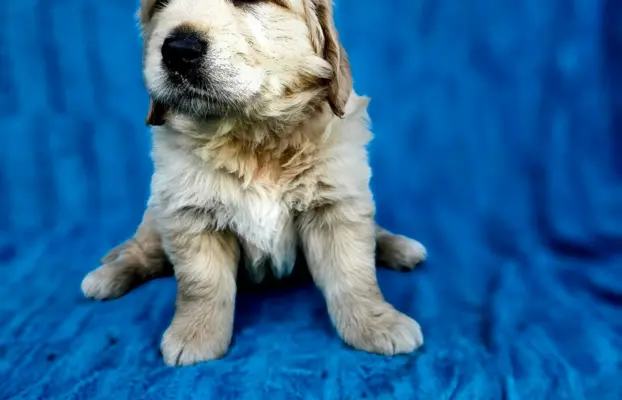 Golden Retriever - złoty szczeniak 3