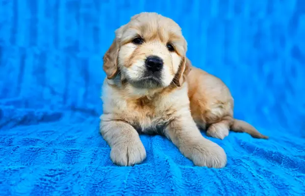 Golden Retriever - złoty szczeniak 4