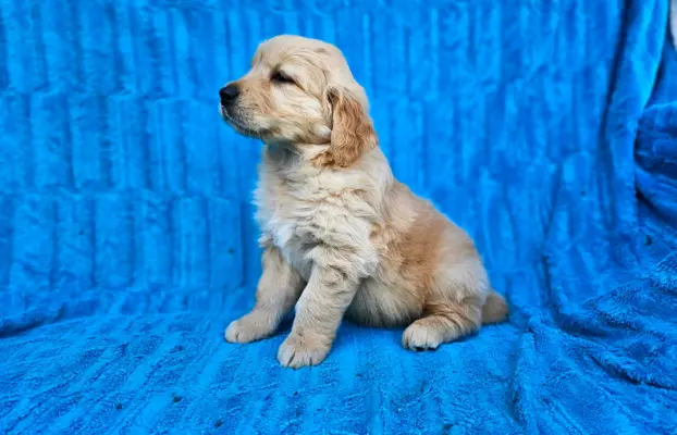 Golden Retriever - złoty szczeniak 5