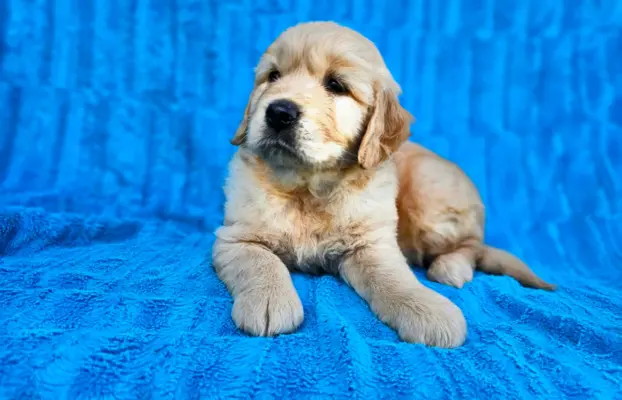 Golden Retriever - złoty szczeniak 6