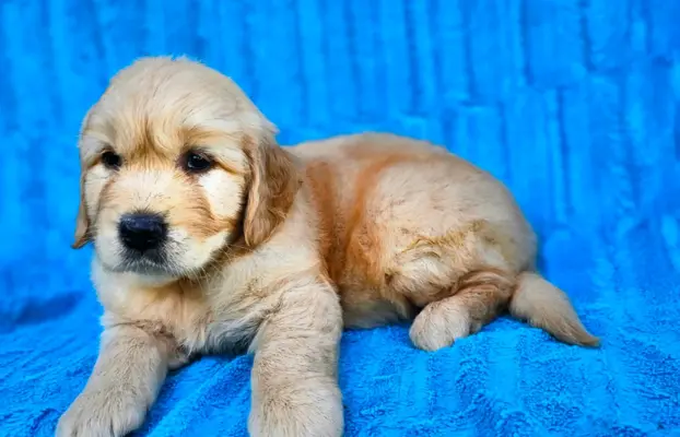 Golden Retriever - złoty szczeniak 7