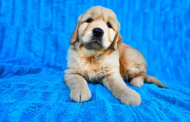 Golden Retriever - złoty szczeniak 8