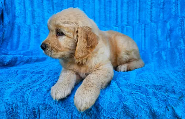 Golden Retriever - złoty szczeniak 1