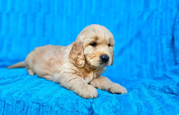 Golden Retriever - złoty szczeniak 9