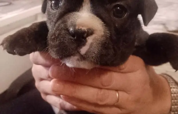 Buldog Francuski piękne szczenięta! 2