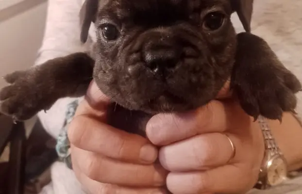 Buldog Francuski piękne szczenięta! 3