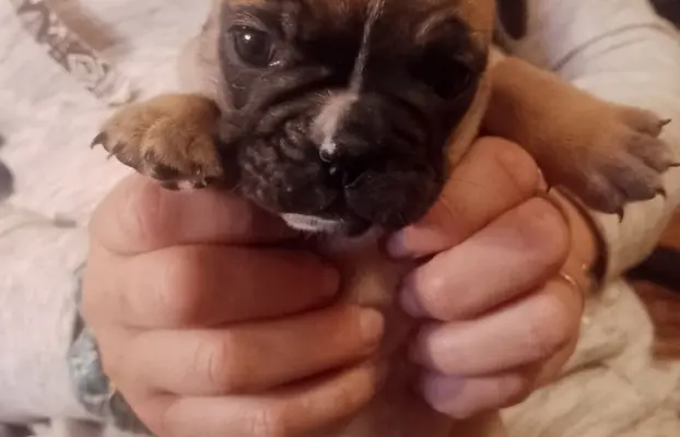 Buldog Francuski piękne szczenięta! 4