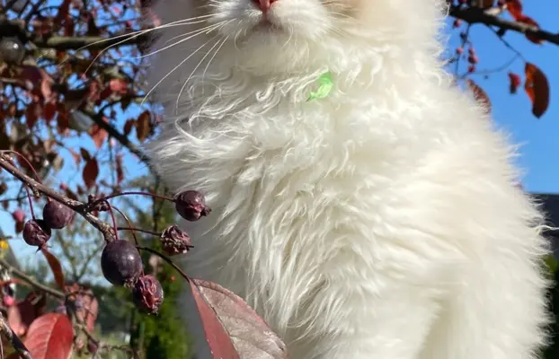 Kotki Ragdoll 1