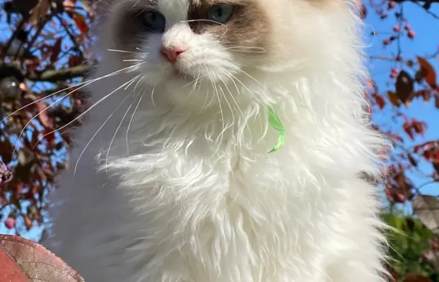 Kotki Ragdoll 2