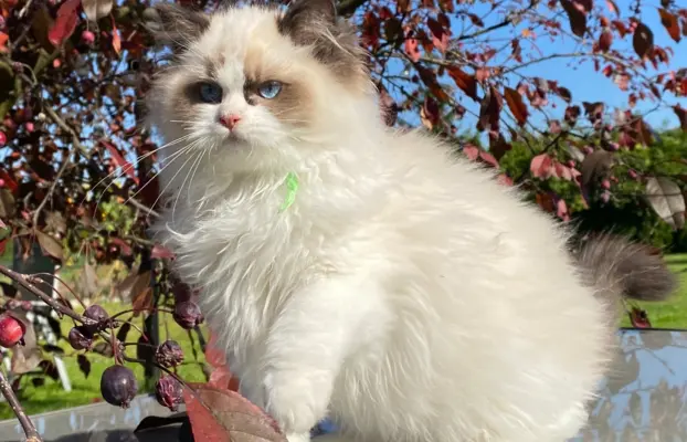 Kotki Ragdoll 3
