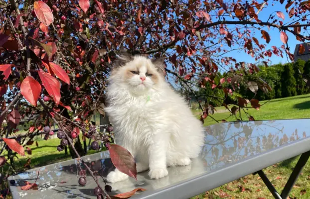 Kotki Ragdoll 4
