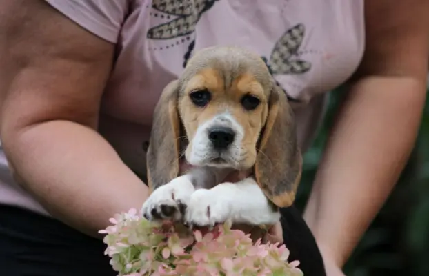 Beagle Panny do wzięcia  ZKwP/FCI  po Champione Polski 4